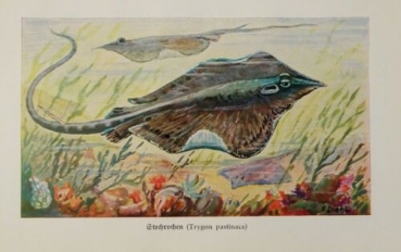 1926 - Stechrochen - (Trygon pastinaca) alter Druck